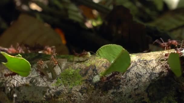 Video Mișcare Lentă Furnicilor Tăiere Frunzelor Atta Care Transportă Bucăți — Videoclip de stoc