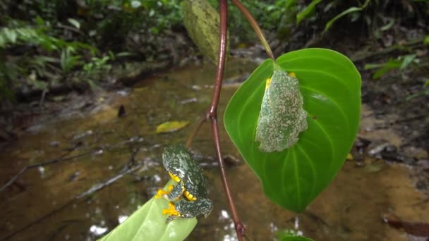 Video Von Zwei Amazonas Laubfröschen Cruziohyla Craspedopus — Stockvideo