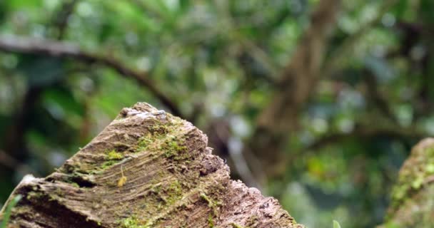 Vídeo Elephant Beetle Megastoma Acaeton Escalada Tronco Árvore — Vídeo de Stock