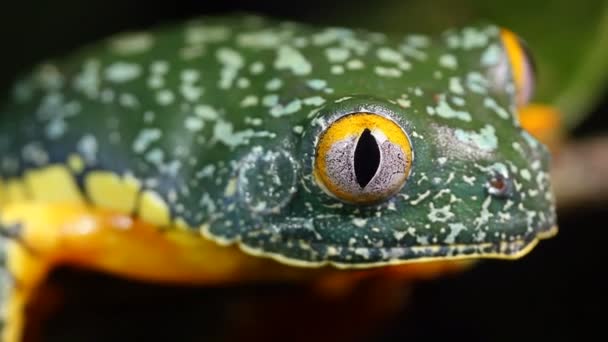 Närbild Video Amazon Leaf Frog Cruziohyla Craspedopus — Stockvideo