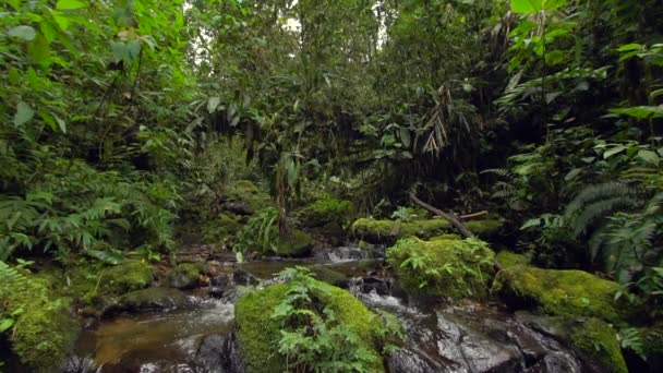 ralenti vidéo du débit de la rivière, vapeur d'eau dans la forêt 