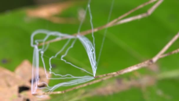 Vidéo Ogre Face Spider Deinopis Tenant Toile Prête Attraper Une — Video