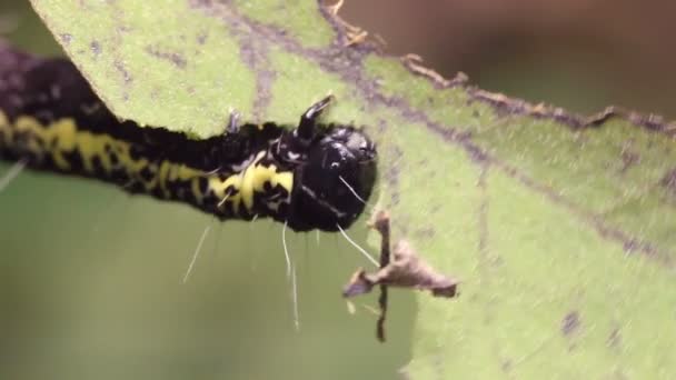 Amazonian Geometrid Caterpillar视频 厄瓜多尔亚马逊 — 图库视频影像