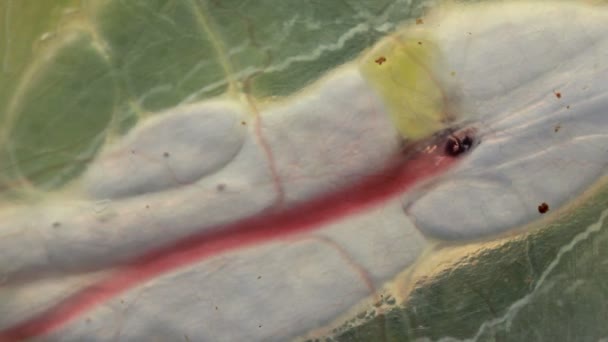 Видео Прозрачных Органов Лягушки Стеклянная Лягушка Vitreorana Oyampiensis — стоковое видео