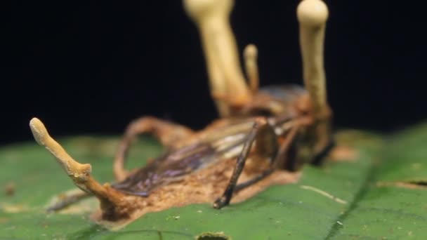 Wideo Grzyba Cordycepsa Infekującego Muchę Las Deszczowy Ekwador — Wideo stockowe