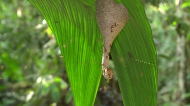 Wasps Polybia Swarming Entrance Nest Hanging Leaf Rainforest Understory Ecuadorian — стоковое видео