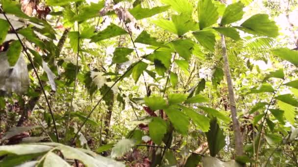 Bosque Tropical Salvaje Troncos Árboles Vapor Agua Vídeo — Vídeos de Stock