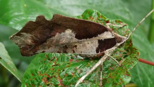Yaprak Katydid Yağmur Ormanlarında Rio Tiputini Arka Planda Ekvador Video — Stok video