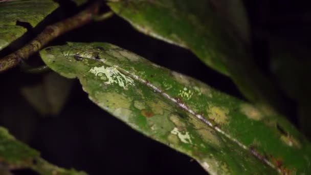 Video Amazon Leaf Frog Che Salta Sulla Pianta Cruziohyla Craspedopus — Video Stock