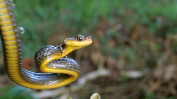 Slow Motion Video Common Sipo Snake Chironius Exoletus — 비디오