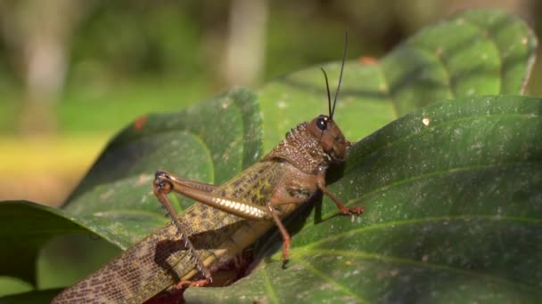 Çekirge Cırcırböceği Kahverengi Katydid Videosu — Stok video