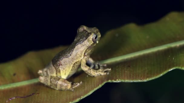 Video Broască Exotică Natură — Videoclip de stoc