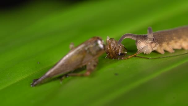 Video Peripatus Velvet Worm Eating Bug — Stock Video