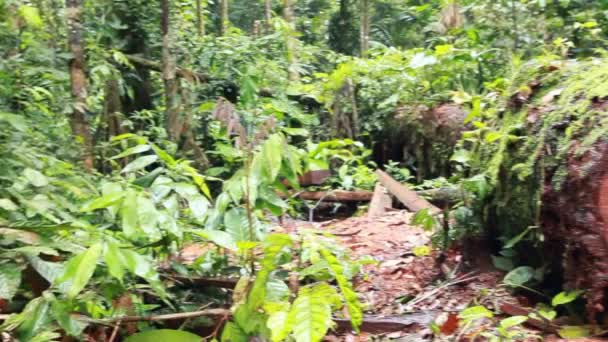 Floresta Tropical Selvagem Troncos Árvores Vídeo — Vídeo de Stock