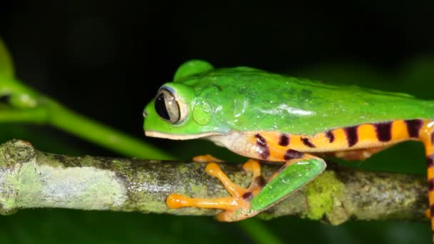 Video Salto Tigre Rayas Rana Hoja Rama Del Árbol Phyllomedusa — Vídeo de stock