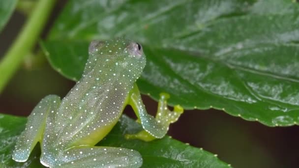 Video Von Resplendent Cochran Frog Auf Pflanzenblatt Cochranella Resplendens — Stockvideo