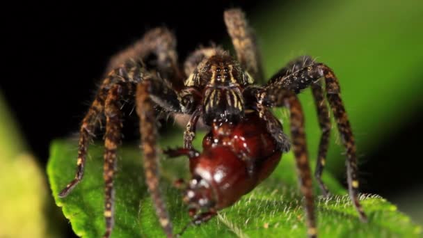 Video Spider Catching Bug Trap — Stock Video