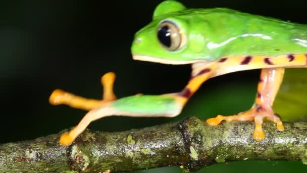 Видео Tiger Striped Leaf Frog Ветке Дерева Phyllomedusa Tomopterna — стоковое видео