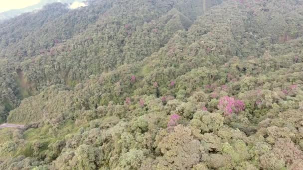 Зелені Рослини Дерева Листя Пагорбах Пейзаж Відео — стокове відео