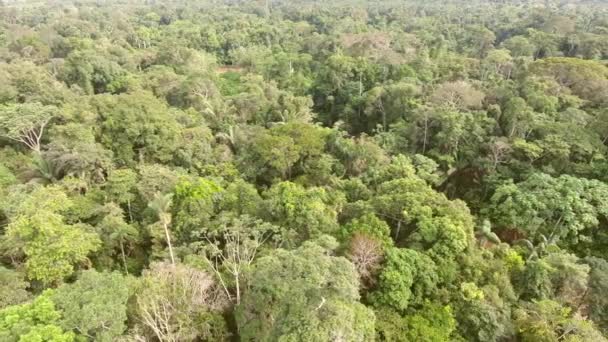 Video Rio Shiripuno River Flow Tropical Rainforest Ecuadorian Amazon — Stock Video