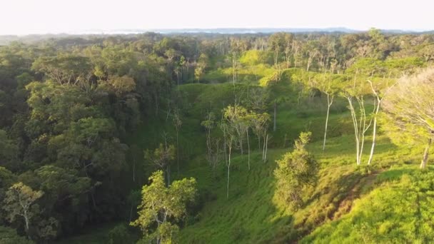 Drone Video Paisaje Bosque Verde Con Árboles Selva Amazónica — Vídeo de stock