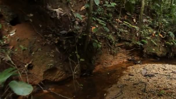 Stoom Van Rivier Waterstroom Het Wilde Tropische Woud Video — Stockvideo