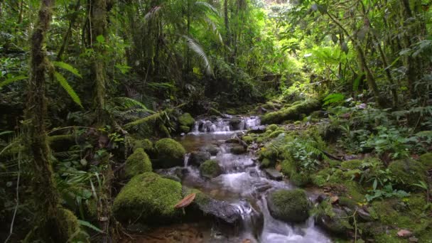 ralenti vidéo du débit de la rivière, vapeur d'eau dans la forêt 