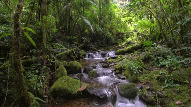Повільне Відео Руху Річкового Потоку Водяна Пара Лісі — стокове відео
