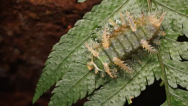 Video Slug Caterpillar Limacodidae Ecuadorian Amazon — Stock Video