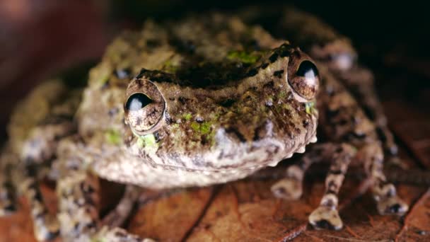 Video Von Fransenlippenschnauze Treefrog Scinax Garbei — Stockvideo