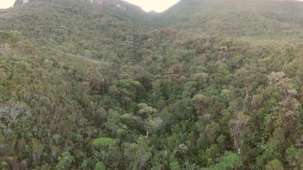 Безпілотне Відео Дерев Зеленим Листям Флорою Ботанікою — стокове відео