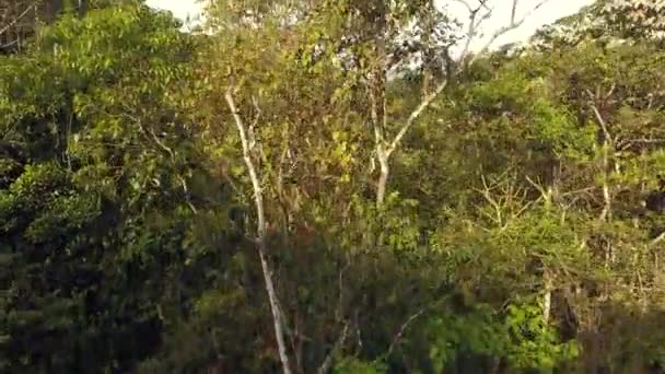 Drohnenvideo Vom Tropischen Regenwald Ecuadors Amazonas — Stockvideo