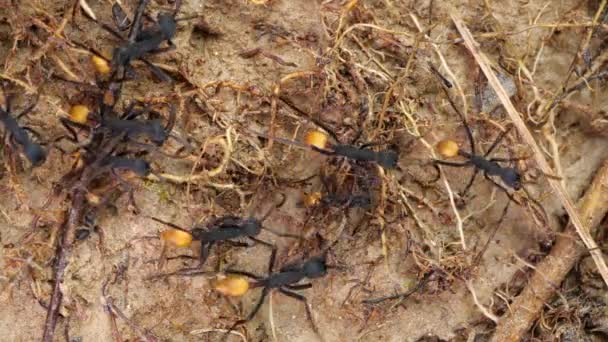 Långsam Rörelse Video Army Ants Eciton Rapax Regnskog Jord Ecuadors — Stockvideo