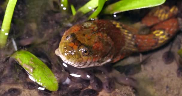 Brown Banded Water Snake Helicops Angulatus Eating Frog Quacking River — Stok Video
