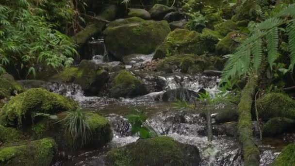 Video Rallentatore Del Flusso Del Fiume Vapore Acqueo Nella Foresta — Video Stock