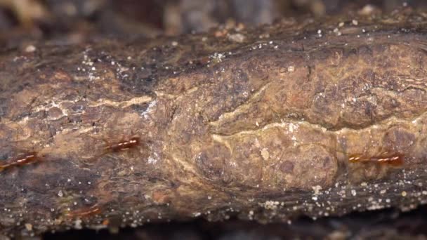 Vídeo Colônia Formigas Marrons Correndo Tronco Árvore — Vídeo de Stock
