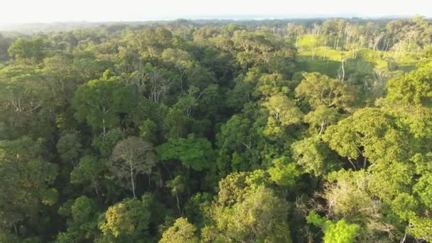 Vista Aérea Dron Video Del Paisaje Forestal Con Árboles — Vídeo de stock