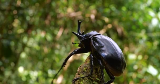 Vídeo Elephant Beetle Megastoma Acaeton Escalada Tronco Árvore — Vídeo de Stock