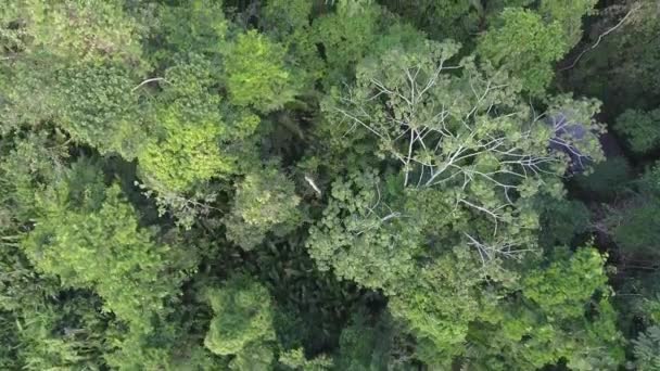 vue aérienne, drone survolant les arbres verts en forêt, vidéo 