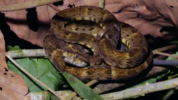 Vídeo Venomous Cobra Marrom Bothrops Atrox — Vídeo de Stock