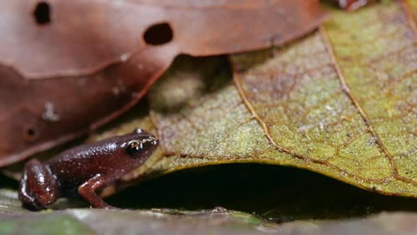 Video Vom Peruanischen Laubstreu Frosch Chiasmocleis Tridactyla Ecuadorianischer Amazonas — Stockvideo