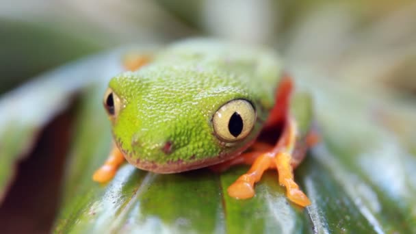Vidéo Leaf Frog Agalychnis Hulli Cligne Des Yeux Forêt Tropicale — Video