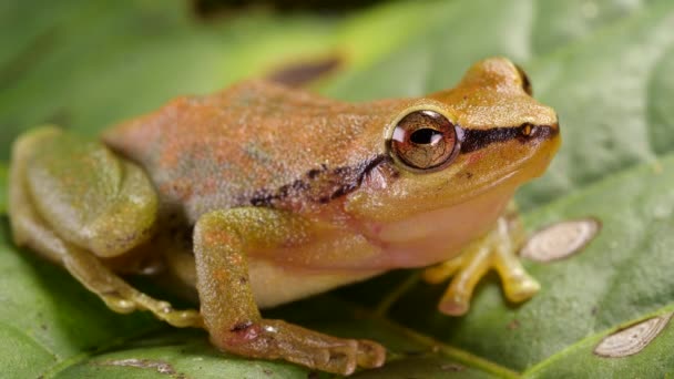 Video Von Frosch Der Grüne Wald Regenfrosch Pristimantis Omeviridis Ecuadorianischer — Stockvideo