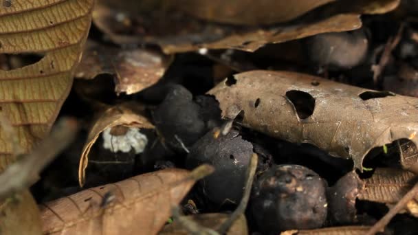 Video Hormigas Corriendo Largo Selva Amazonía Ecuatoriana — Vídeos de Stock