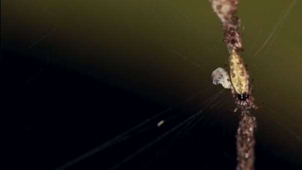 Spinnennetz Unterholz Des Regenwaldes Ecuadorianischen Amazonasgebiet Video — Stockvideo