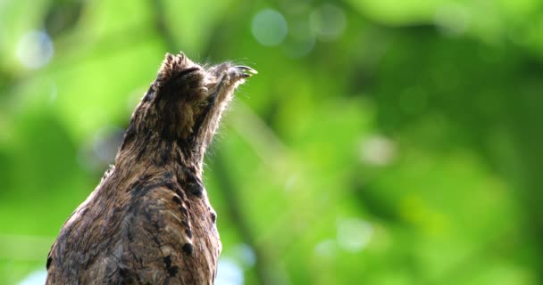 Video Des Potoo Vogels Auf Baum Regenwald Ecuador — Stockvideo