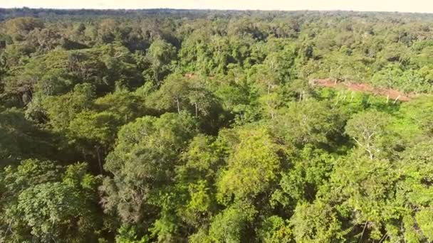 Vista Aérea Selva Tropical Amazonía Ecuatoriana — Vídeo de stock