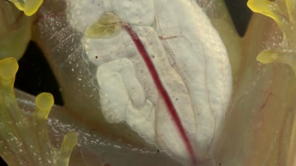 Βίντεο Από Διαφανή Όργανα Βατράχου Glass Frog Vitreorana Oyampiensis — Αρχείο Βίντεο