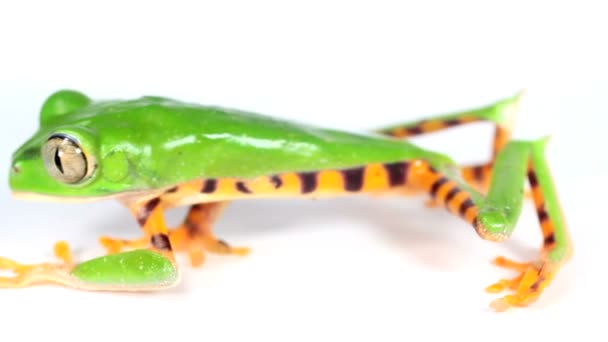 vidéo de Tiger striped Leaf Frog en studio, Phyllomedusa tomopterna sur surface blanche 
