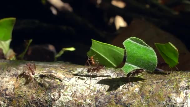 Vidéo Ralenti Fourmis Coupeuses Feuilles Atta Portant Des Morceaux Feuilles — Video